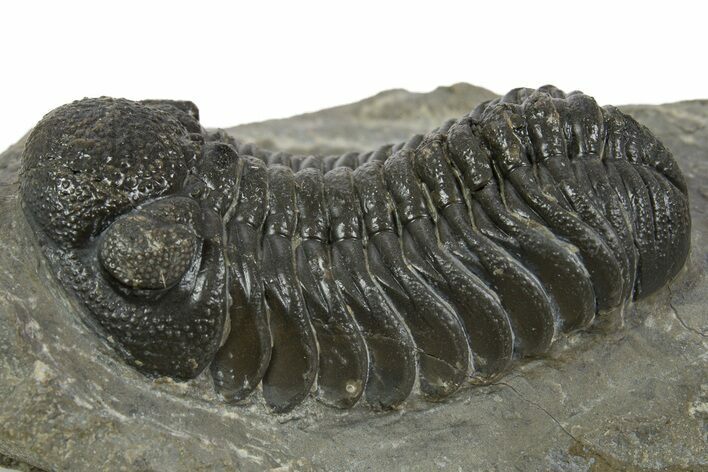 Detailed Morocops Trilobite - Ofaten, Morocco #345187